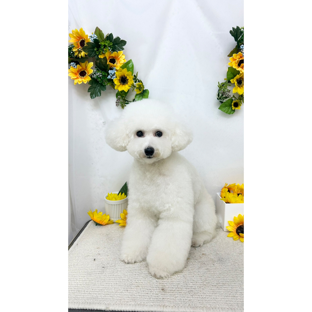 卒業犬ひよちゃんの近況☆